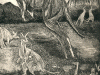 The Kangaroo