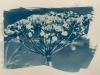Cyanotype image by Loraine Waites